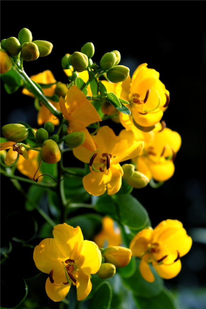 花 摄影 色色山水