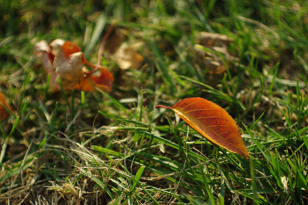 秋叶 摄影 凤凰飞舞