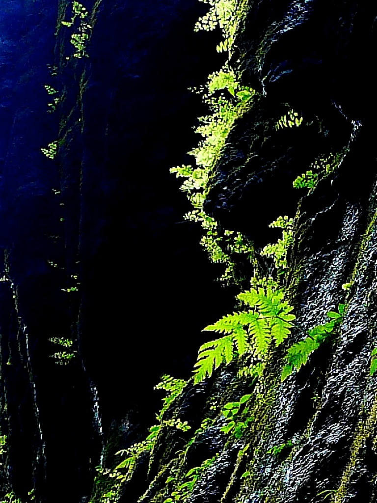 峡谷里的小草 摄影 摄林浪子