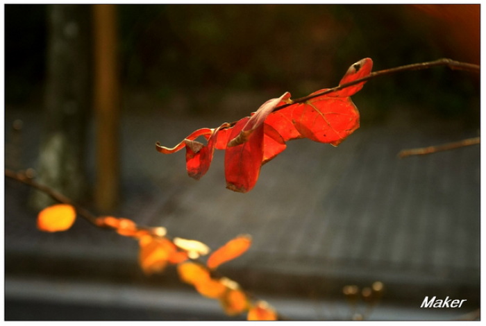 秋叶 摄影 长空短多