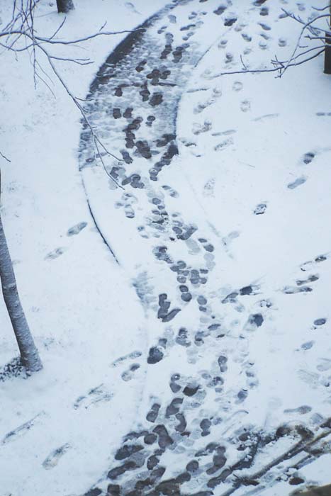 雪地迷踪 摄影 红岩上