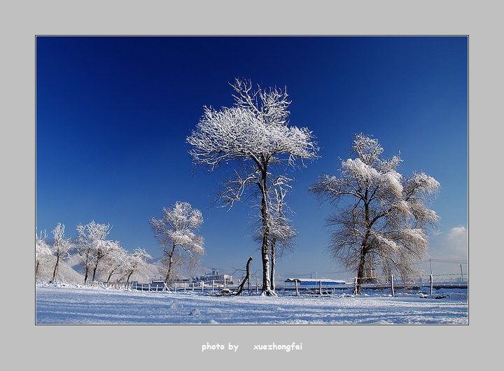 花绽琼枝 摄影 雪中飞