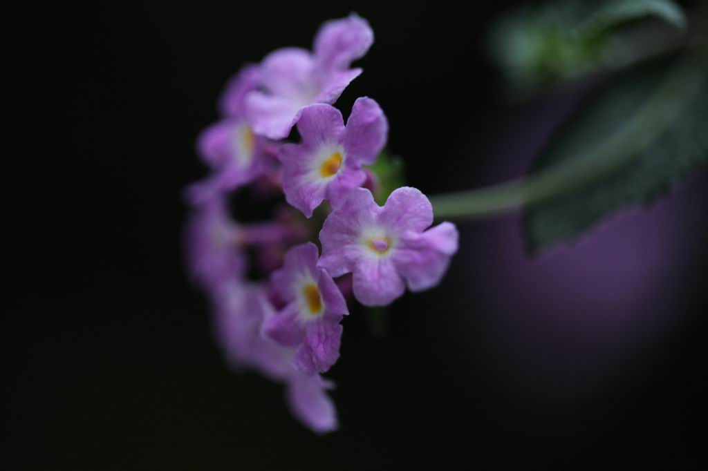 Flower 摄影 幸运符