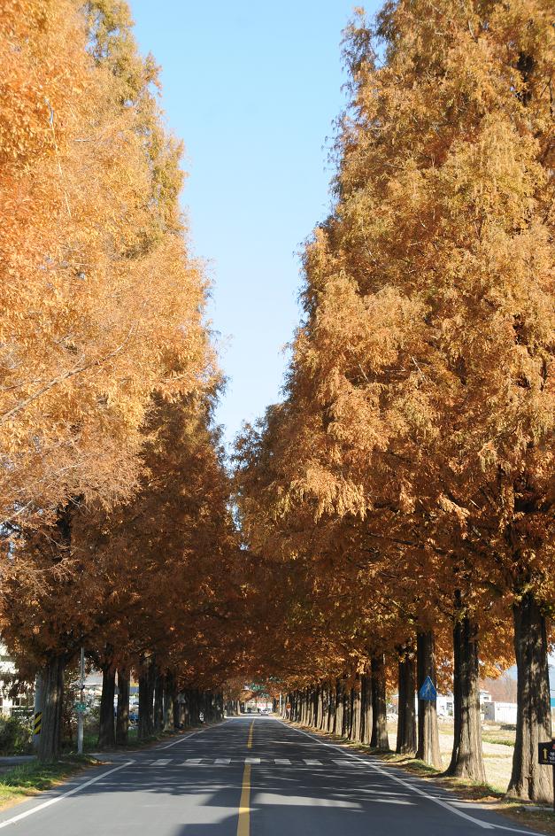 水杉／metasequoia 摄影 萬里香