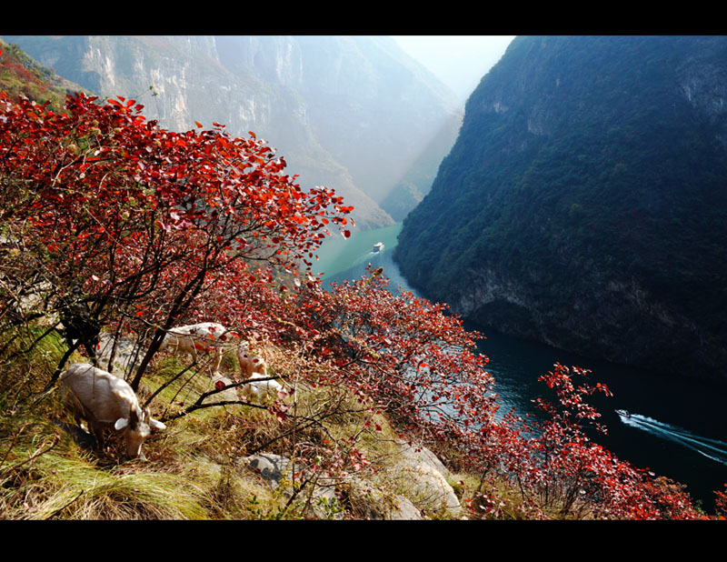 满山红叶时--巫山小山峡 摄影 顺其华缘