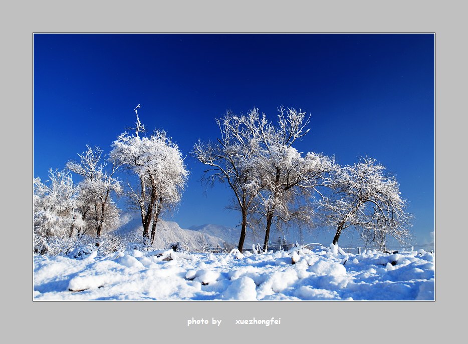 玉树琼花 摄影 雪中飞