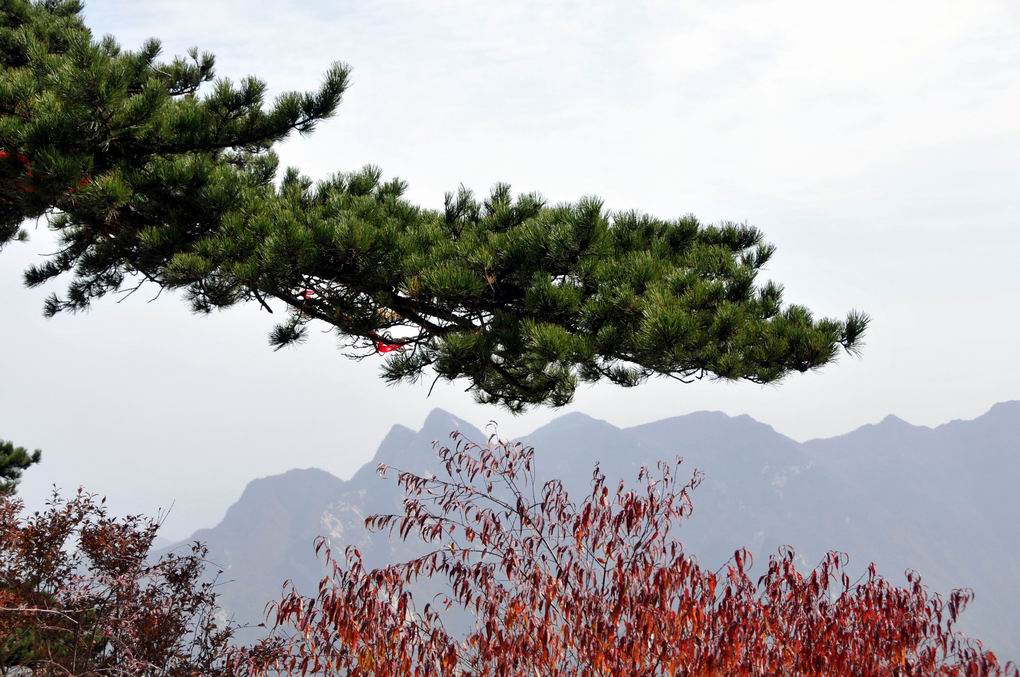 华山松 摄影 翟永生