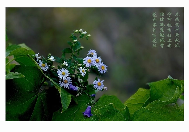 山菊 摄影 鷊泊湾