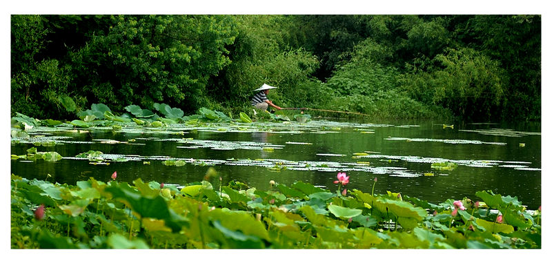 荷塘独钓 摄影 鷊泊湾