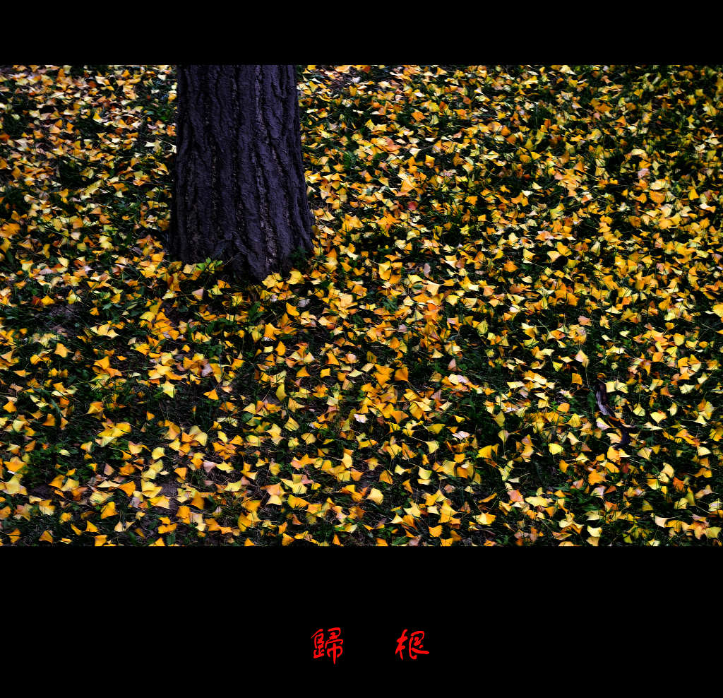 归根 摄影 善舍