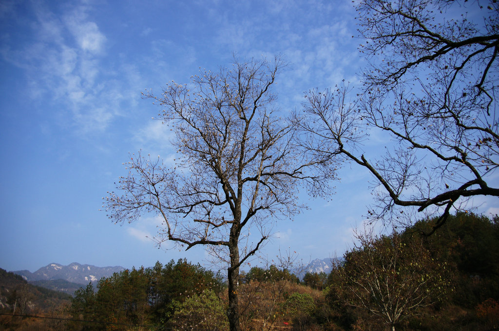 木梓树--深秋游九资河景区(5) 摄影 haihongsy