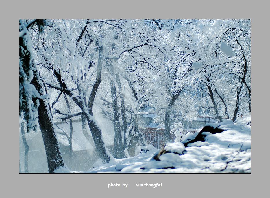 飘雪 摄影 雪中飞