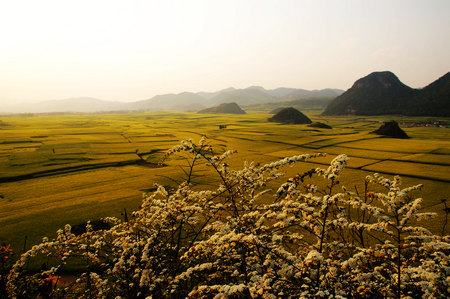 罗平油菜花 摄影 yanxiaohua