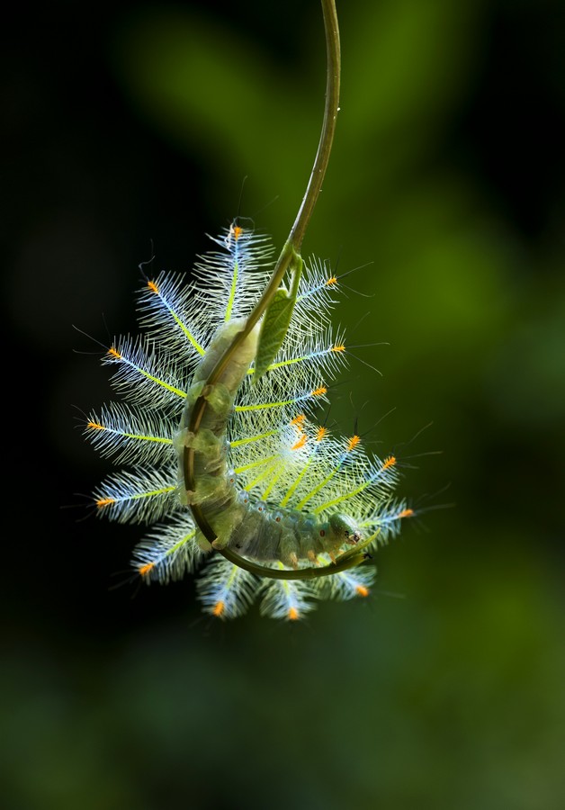 Butterfly Insect # 1 摄影 chookia