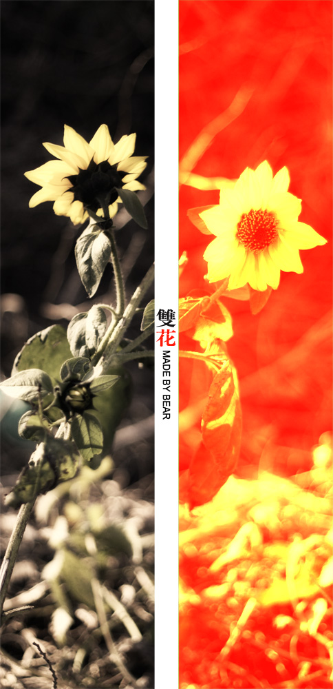 半05 摄影 逆光小熊