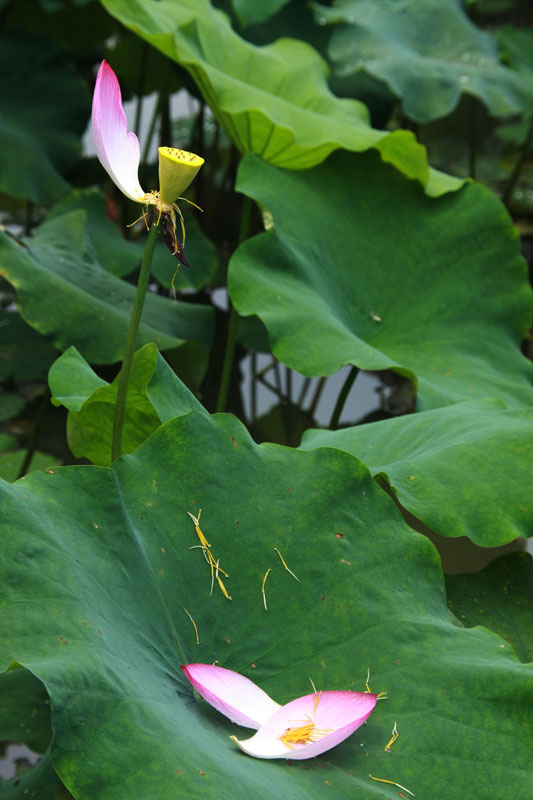 花开花落总有时 摄影 佬坎