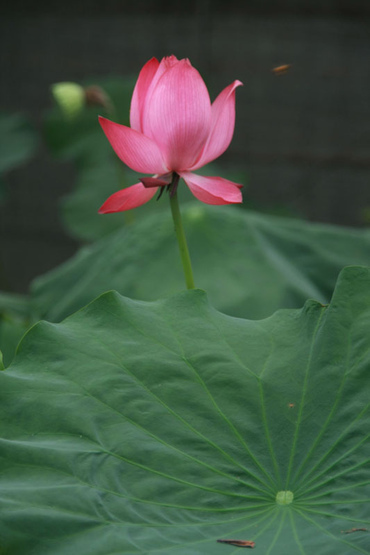 碧叶红花 摄影 佬坎