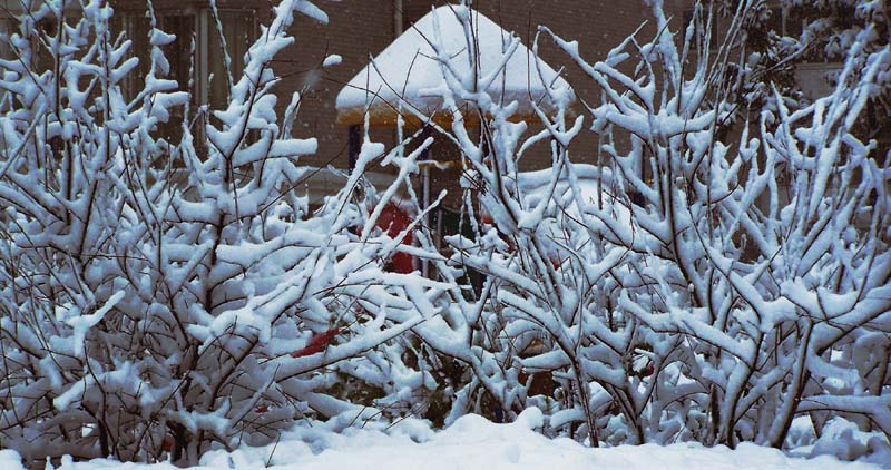 雪枝招展 摄影 红岩上