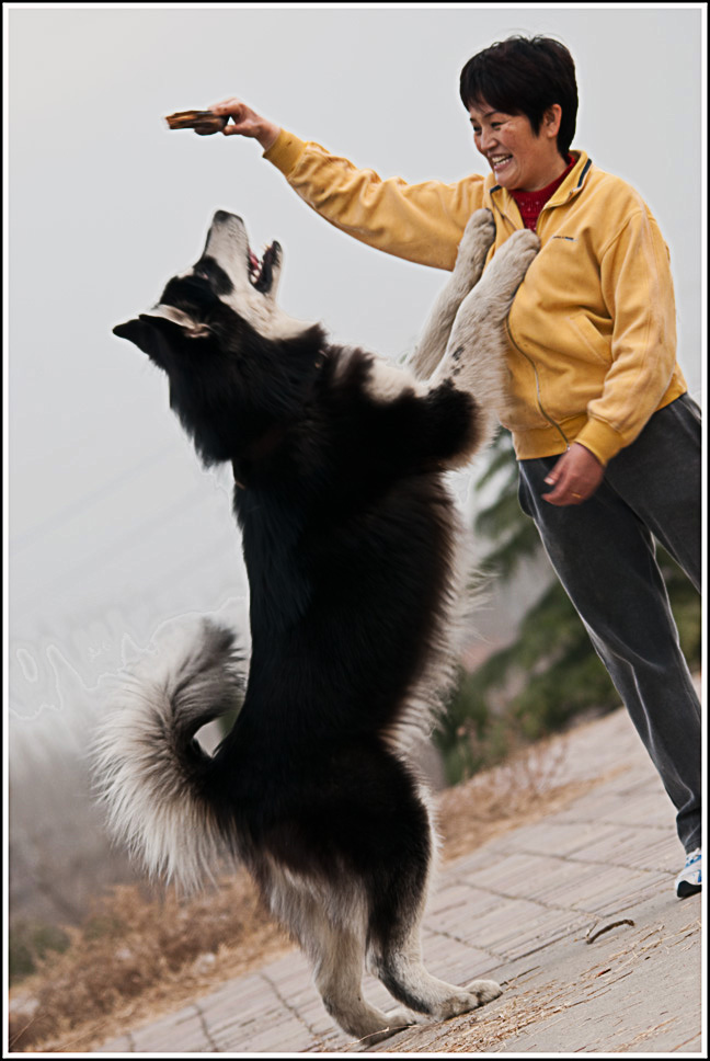 训犬 摄影 明暗妙用