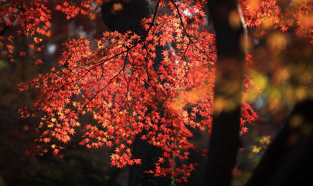 霜叶红于二月花 摄影 苏半农