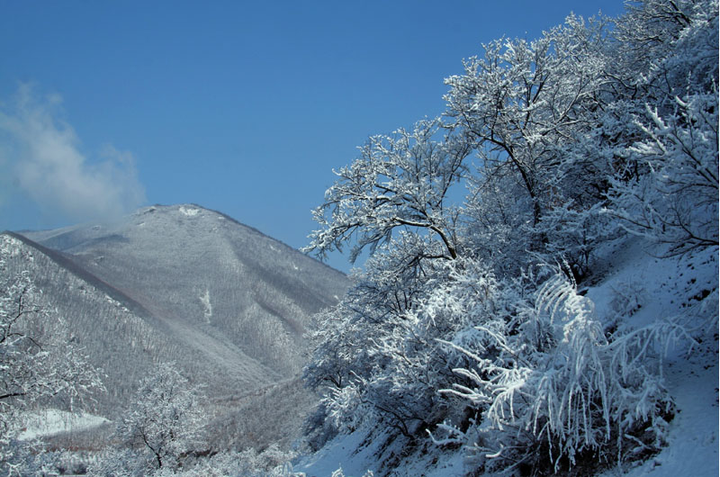 雪淞 摄影 彦彤