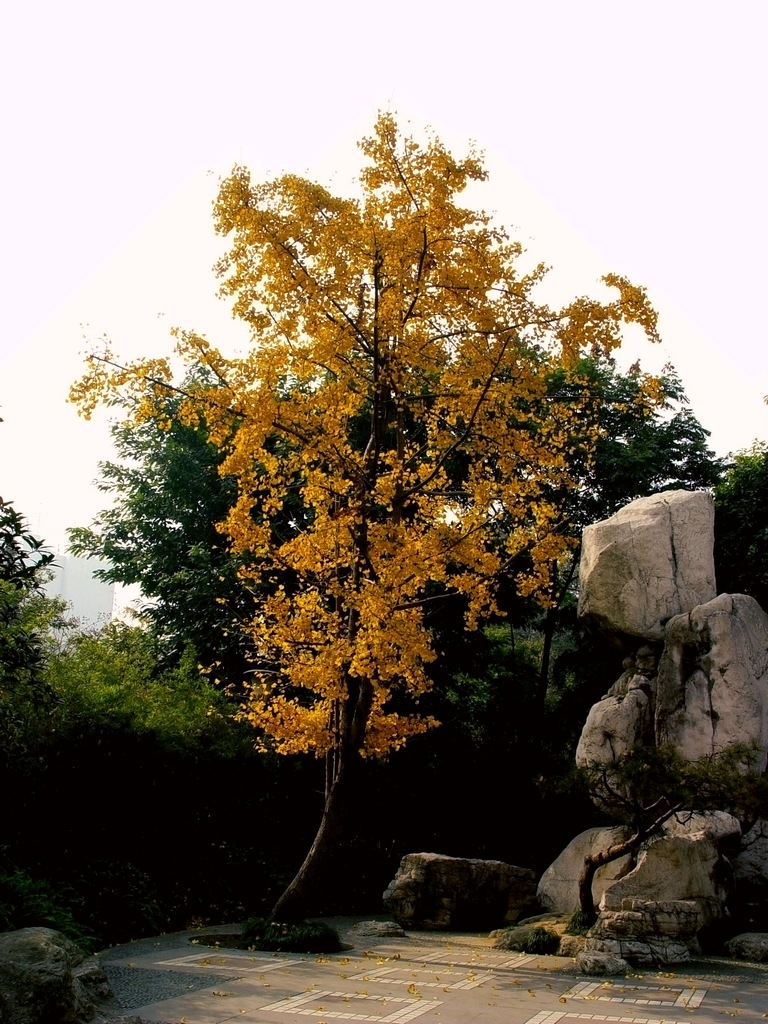 成都风景 秋冬银杏3 摄影 灯下黑