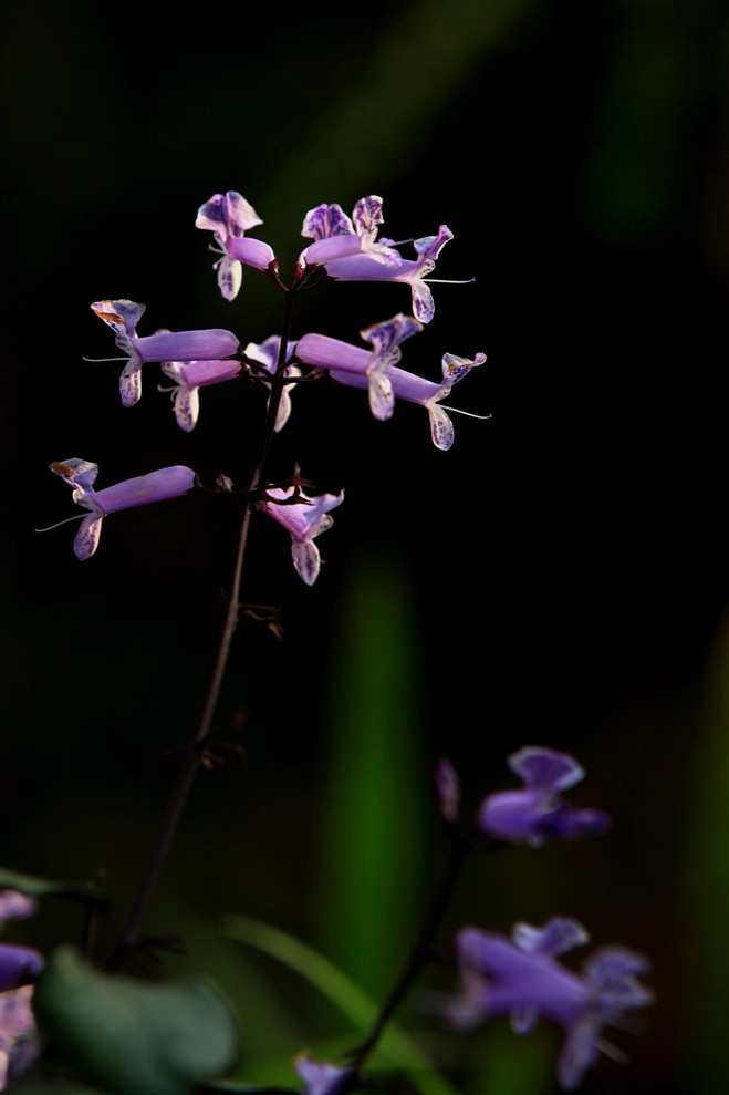 小花赞秋 摄影 youkejin