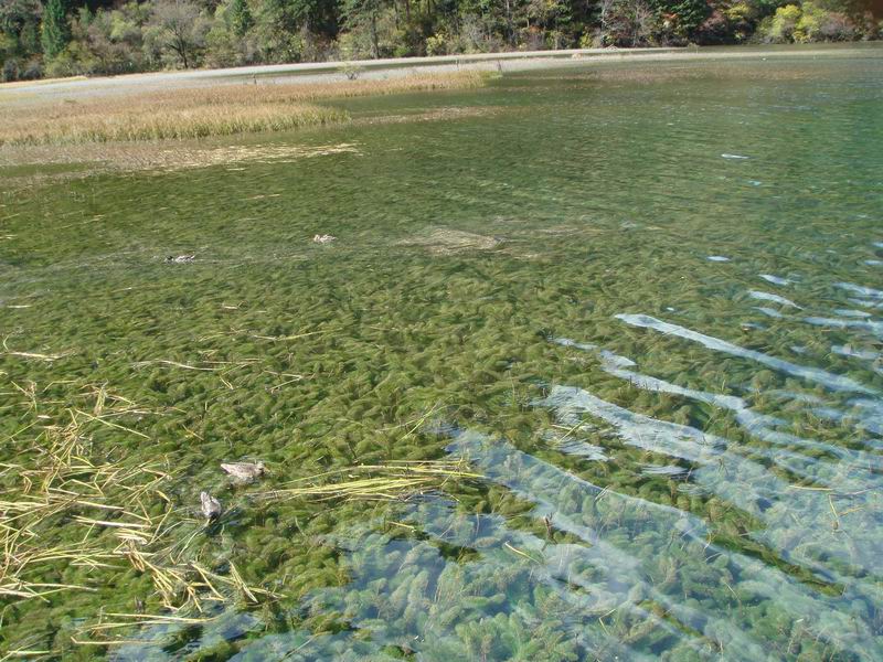 九寨沟海子 摄影 随心影