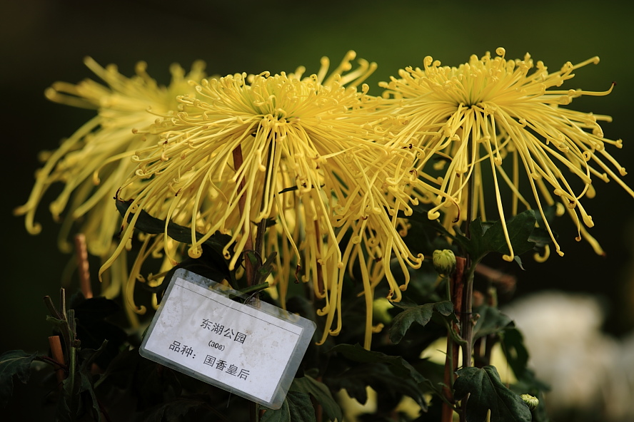 菊花 摄影 影手上路