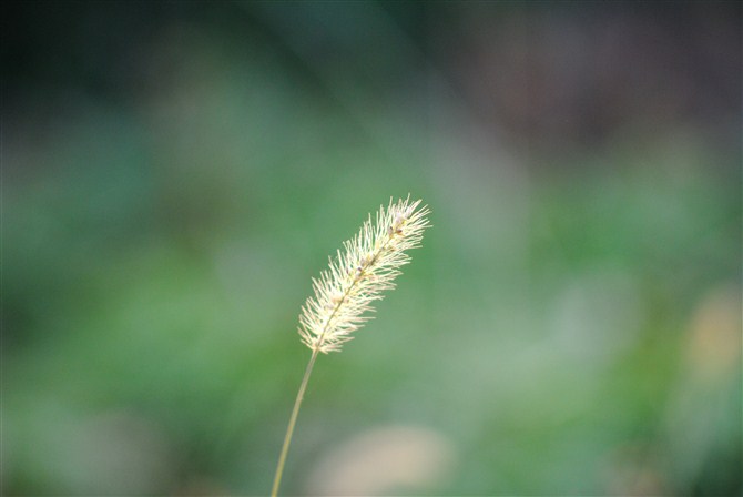 狗尾巴草 摄影 不要出名