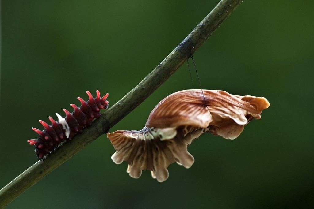 Butterfly Insect # 4 摄影 chookia