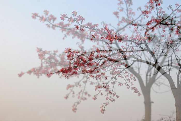 繁花 摄影 苏眉