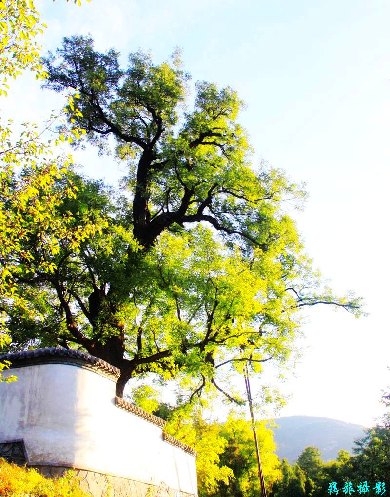 地灵草木得余润，郁郁古槐含苍烟 摄影 羁旅