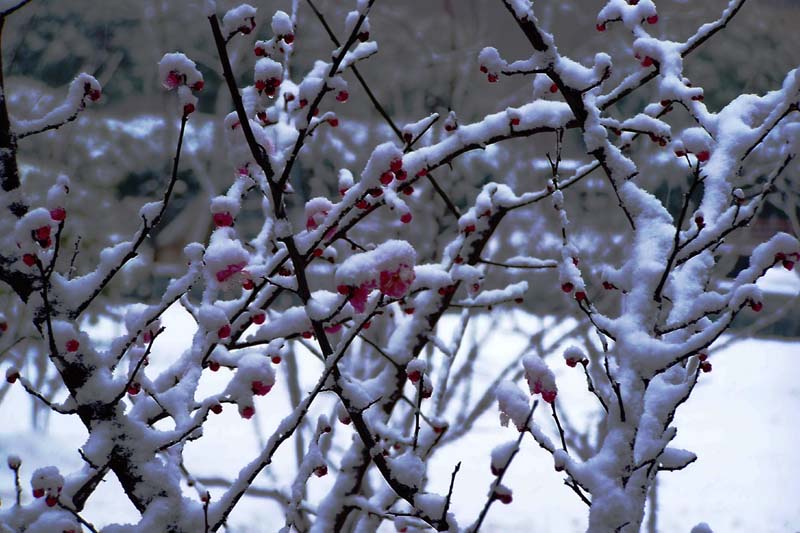 红梅傲雪 摄影 红岩上