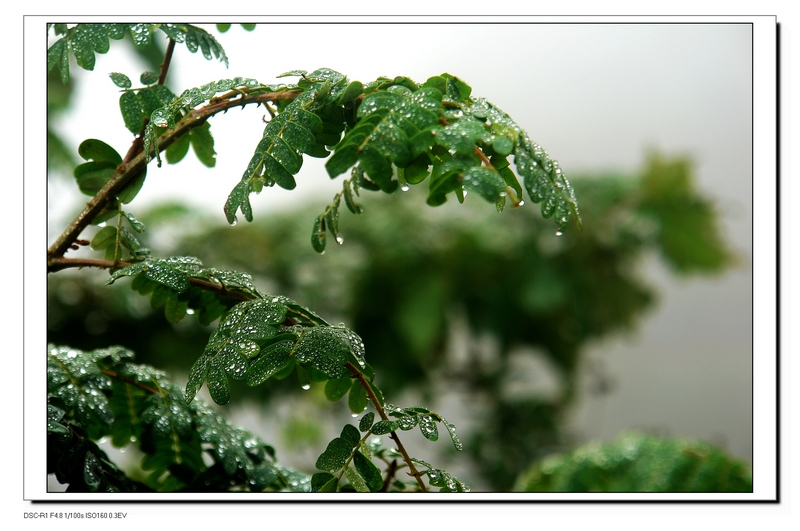 雨 摄影 大口鲫