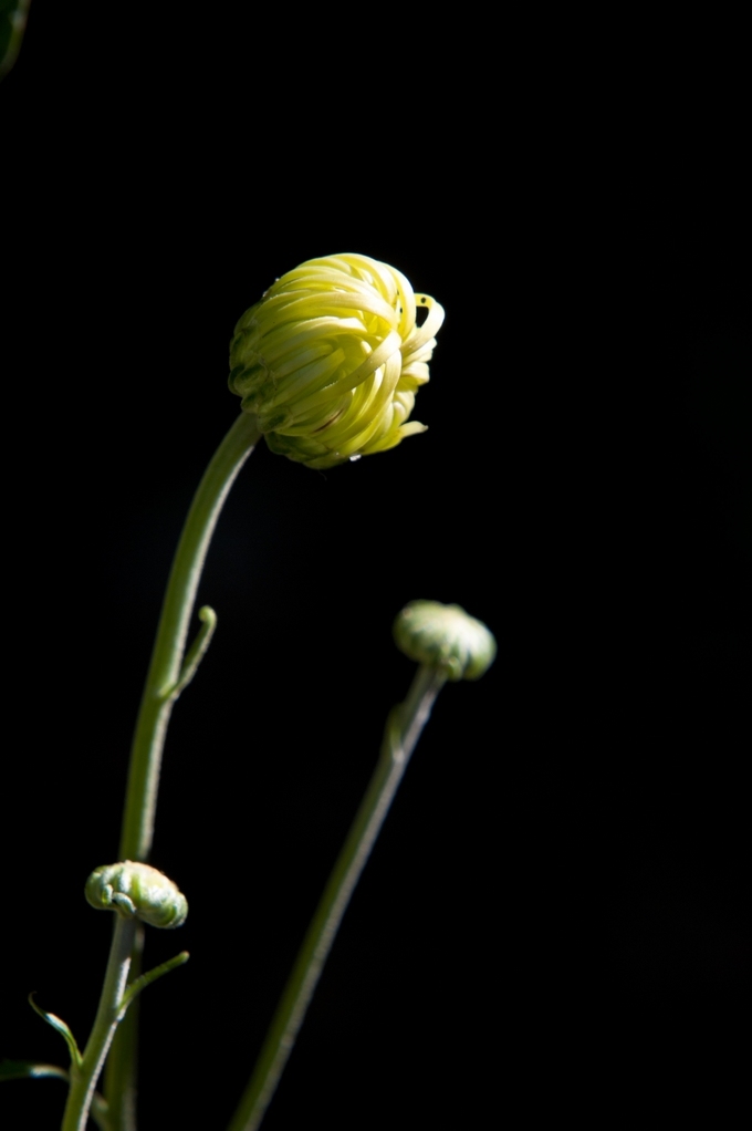 学拍菊花 摄影 深圳蓝波