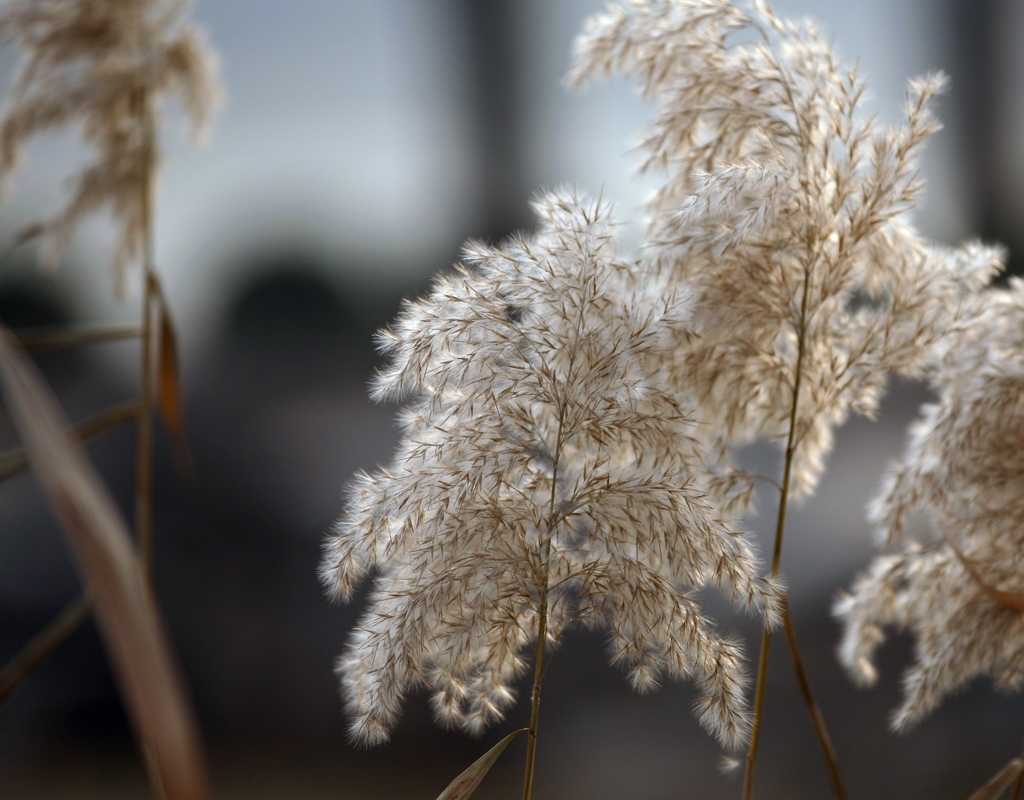 龙潭西湖芦苇：如花似竹冬季的一抹靓色 摄影 青青5354