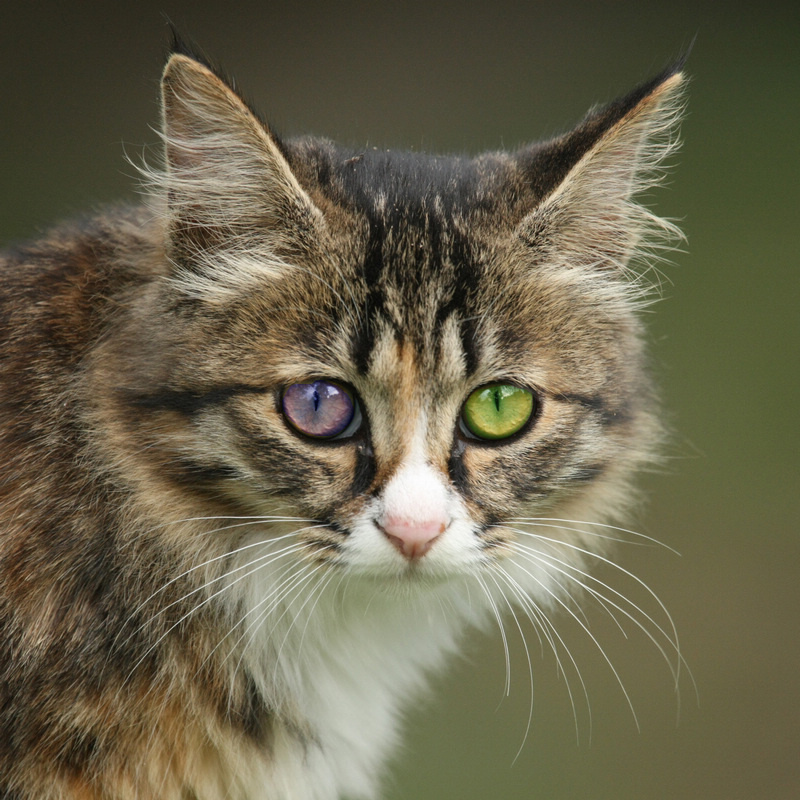 圆明园的小波斯猫 摄影 逍二