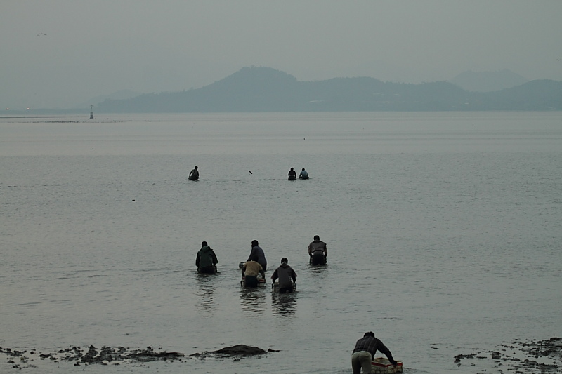 赶海 摄影 深圳快车