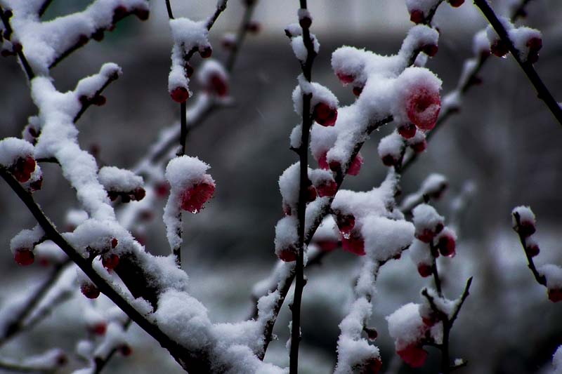 风雪红梅 摄影 红岩上