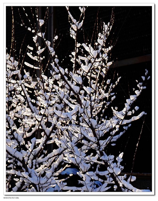 雪落枝桠 摄影 春雨潇潇