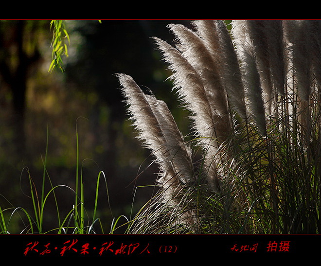 秋花·秋果·秋叶（12） 摄影 天地间