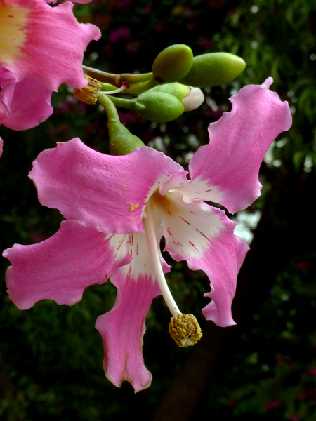 花蝶 摄影 边疆