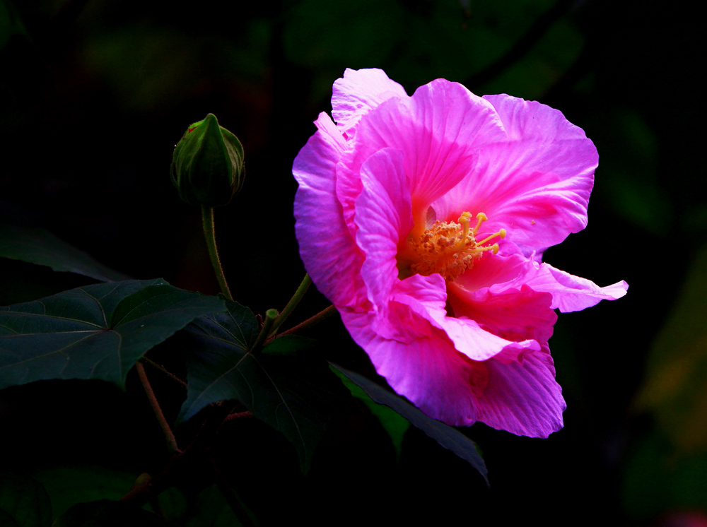 芙蓉花 摄影 小学生2