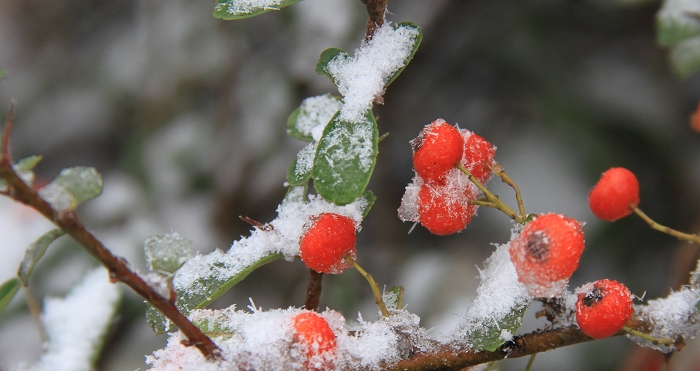 第一场雪 摄影 蛇山隐士