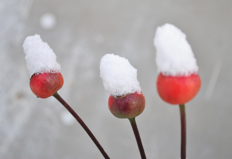 初  雪 摄影 慢慢走来