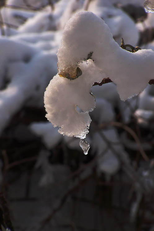 雪凝 摄影 红岩上