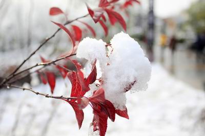 枫雪争艳 摄影 飞天龙