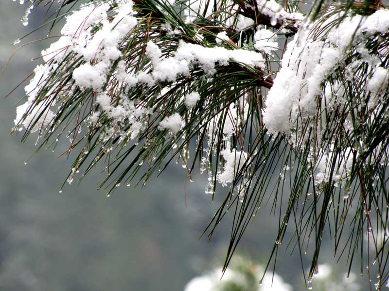 松雪 摄影 乡客