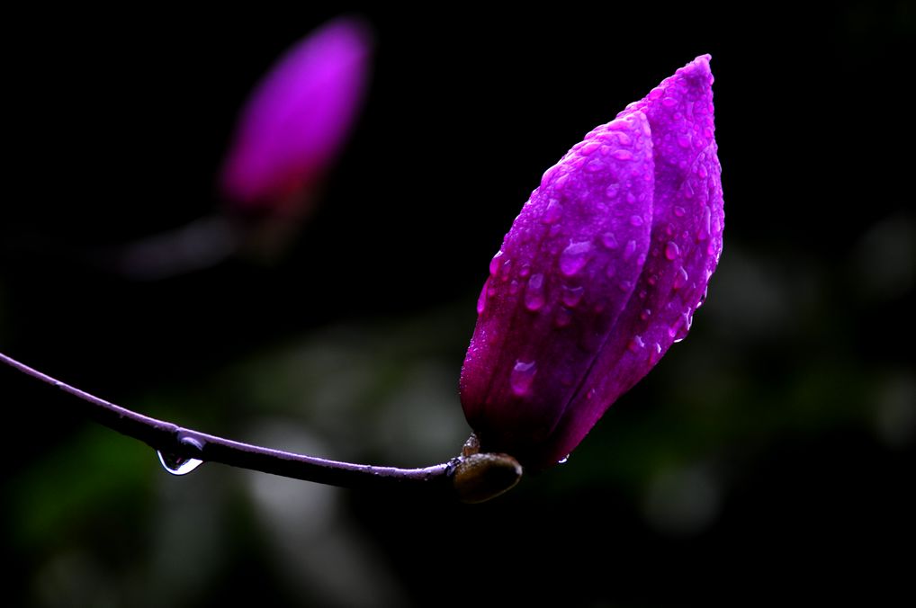 玉兰花 摄影 烟波浩淼A